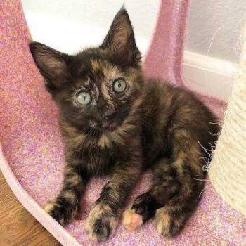 Cherry -  Domestic Short Hair Cat for Adoption in Redwood City, California - Cherry | PetCurious