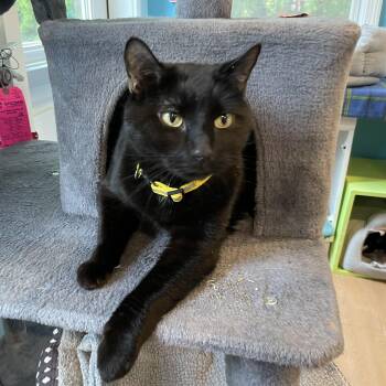 Budweiser  -  Domestic Short Hair Cat Available for Adoption in Wells, Maine - Budweiser  | PetCurious