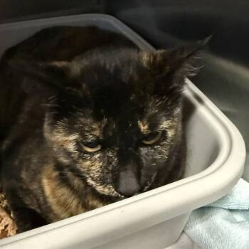 Domestic Short Hair Cats Available for Adoption in Alameda, California - A053268 | PetCurious