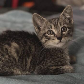 Slim Shady -  Domestic Short Hair Cat for Adoption in Lutz, Florida - Slim Shady | PetCurious
