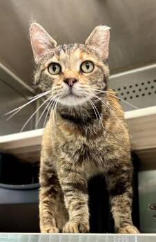 OPHELIA -  Domestic Short Hair Cat for Adoption in Kalamazoo, Michigan - OPHELIA | PetCurious