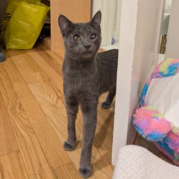 Domestic Short Hair Cats Available for Adoption in New York, New York - Paula | PetCurious