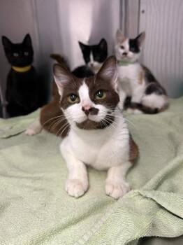 Domestic Long Hair Cats Available for Adoption in Thousand Oaks, California - S