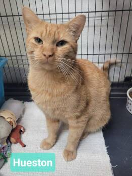Hueston -  Domestic Short Hair Cat for Adoption in Richmond, Indiana - Hueston | PetCurious