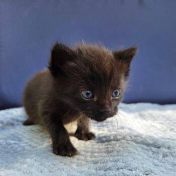 Laurel (Brown) -  Domestic Short Hair Cat for Adoption in Belfair, Washington - Laurel (Brown) | PetCurious