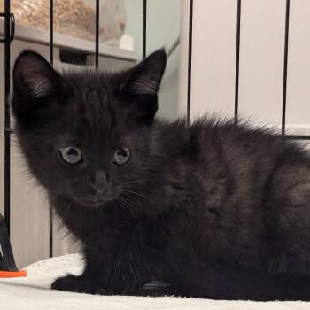 Mordecai -  Domestic Short Hair Cat for Adoption in La Grange, Kentucky - Mordecai | PetCurious