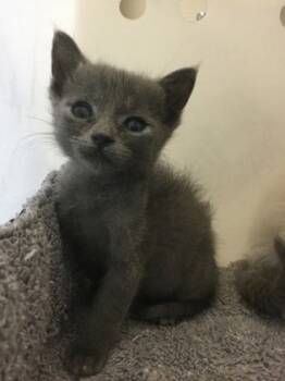 Rescue Domestic Short Hair Cats for Adoption in Gray, Louisiana - Cornbread | PetCurious