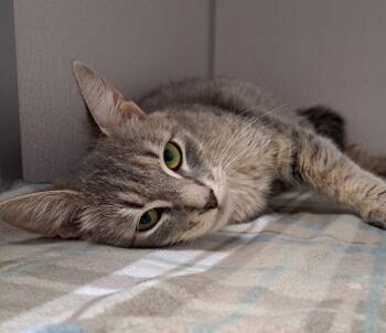 Rescue American Shorthair Cats for Adoption in Manning, South Carolina - Juniper | PetCurious