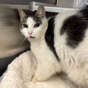 Cartman -  Domestic Short Hair Cat for Adoption in Pittsburgh, Pennsylvania - Cartman | PetCurious