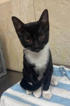 JJ -  Domestic Short Hair Cat for Adoption in Honolulu, Hawaii - JJ | PetCurious