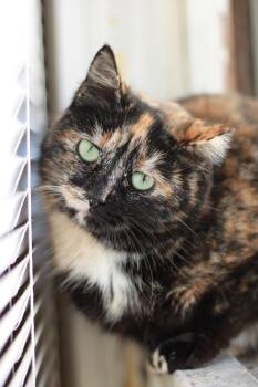 Domestic Short Hair Cats Available for Adoption - Twinkle | PetCurious