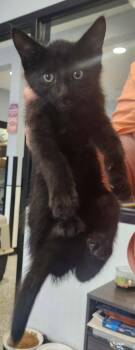 Firecracker -  Domestic Short Hair Cat for Adoption in Republic, Missouri - Firecracker | PetCurious