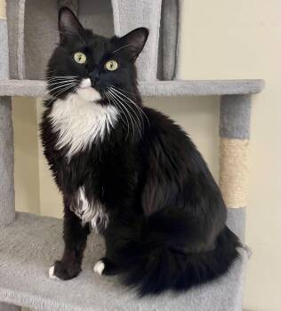 Dazzle -  Domestic Long Hair Cat for Adoption in Sautee Nacoochee, Georgia - Dazzle | PetCurious