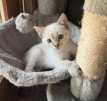 Marshmallow Fluff -  Siamese Cat for Adoption in Dayton, Minnesota - Marshmallow Fluff | PetCurious