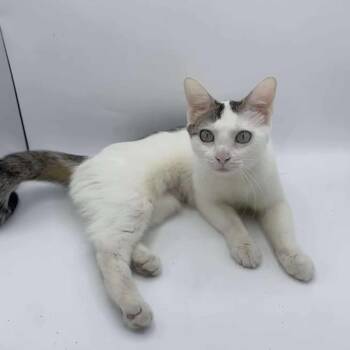 Rescue Domestic Short Hair Cats for Adoption in Plainfield, Illinois - Ban Zhao | PetCurious