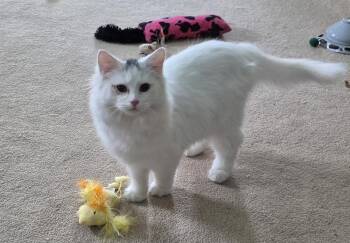 Domestic Long Hair Cats Available for Adoption - Demitri | PetCurious