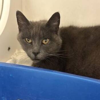 Smurfette -  Domestic Short Hair Cat for Adoption in Springfield, Missouri - Smurfette | PetCurious