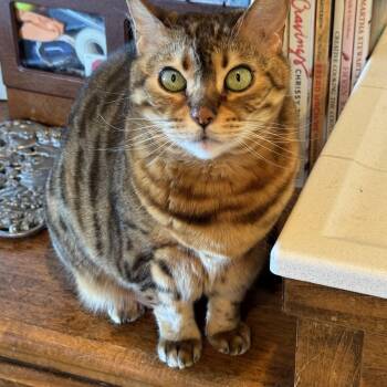 Sloan -  Bengal Cat for Adoption in San Juan Capistrano, California - Sloan | PetCurious