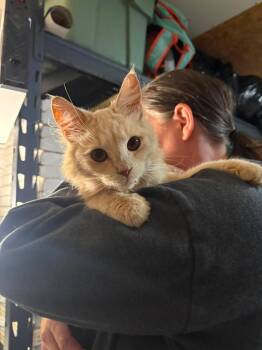 CANNOLI -  Domestic Medium Hair Cat for Adoption in Tillsonburg, Ontario - CANNOLI | PetCurious