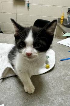Kaiden -  Domestic Short Hair Cat for Adoption in Westland, Michigan - Kaiden | PetCurious