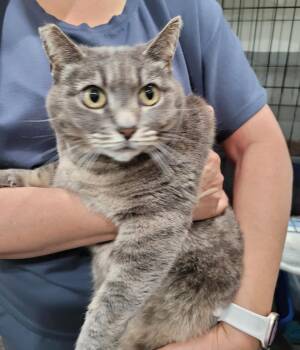 Sukhi -  Domestic Short Hair and Russian Blue Cat for Adoption in San Jose, California - Sukhi | PetCurious