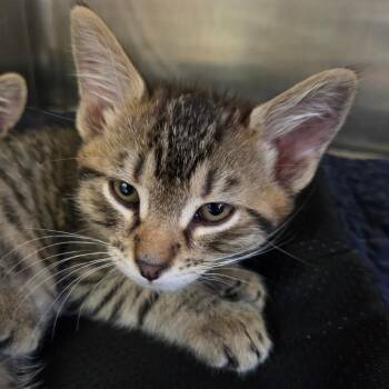 Bop -  Domestic Short Hair Cat for Adoption in Spokane, Washington - Bop | PetCurious