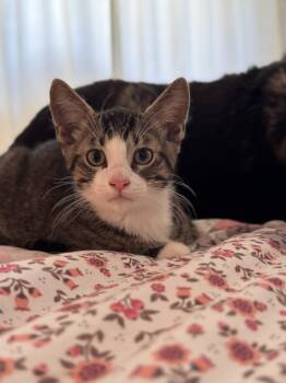 Rescue Domestic Short Hair Cats for Adoption in Roberts Creek, British Columbia - Diego | PetCurious