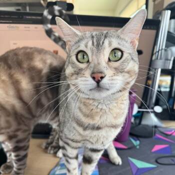 Mia -  Bengal Cat for Adoption in Denver, Colorado - Mia | PetCurious
