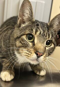 Rescue Domestic Short Hair Cats for Adoption in Spokane Valley, Washington - Otis | PetCurious