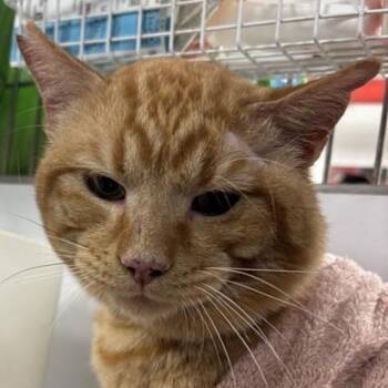 Rescue Domestic Short Hair Cats for Adoption in New York, New York - Cheeto Puff | PetCurious