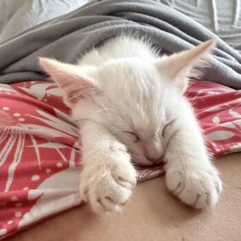 Qtip -  Siamese and Domestic Short Hair Cat for Adoption in Calimesa, California - Qtip | PetCurious