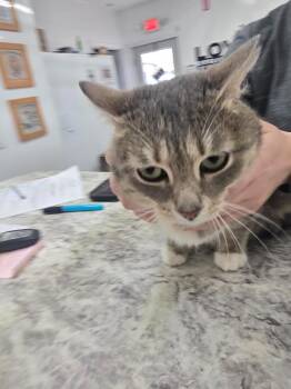 Slate -  Domestic Short Hair Cat for Adoption in Glenfield, New York - Slate | PetCurious