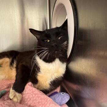 Davy Jones -  Domestic Short Hair Cat for Adoption in Newark, New Jersey - Davy Jones | PetCurious
