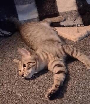 Finn -  Domestic Short Hair Cat for Adoption in Oceanside, California - Finn | PetCurious