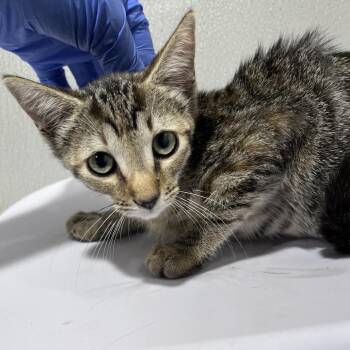 India -  Domestic Short Hair Cat for Adoption in Tampa, Florida - India | PetCurious