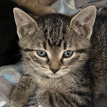 Domestic Short Hair Cats Available for Adoption in Oak Park, Illinois - Ferrous | PetCurious