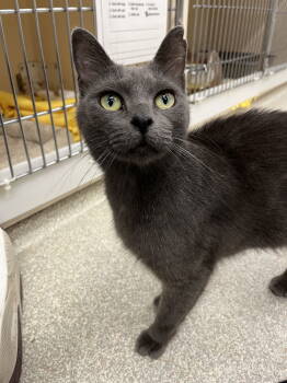 Rescue Domestic Short Hair Cats for Adoption in Rockaway, New Jersey - Misty | PetCurious