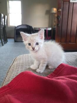 Legolas -  Domestic Short Hair Cat for Adoption in Metamora, Illinois - Legolas | PetCurious