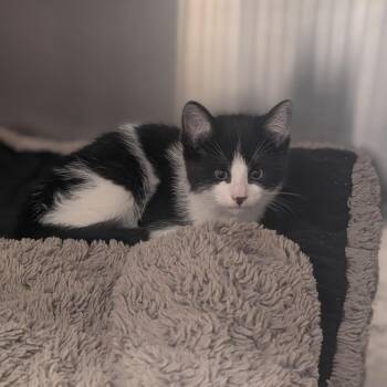 Domestic Short Hair Cats Available for Adoption in Prairie Du Chien, Wisconsin - Aries | PetCurious