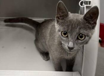 If- 2 Purple -  Domestic Short Hair Cat for Adoption in Lawrenceville, Georgia - If- 2 Purple | PetCurious