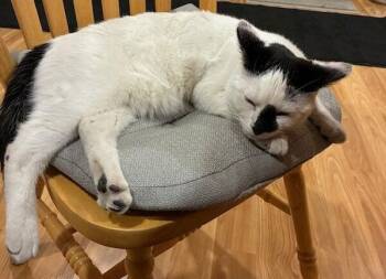 Domestic Short Hair Cats Available for Adoption in Williamsburg, Iowa - Casper | PetCurious