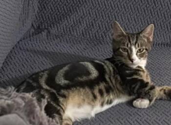 Domestic Short Hair Cats Available for Adoption in Harrington, Delaware - Leo | PetCurious