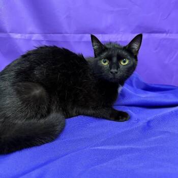 Debbie -  Domestic Medium Hair Cat Available for Adoption in North Myrtle Beach, South Carolina - Debbie | PetCurious