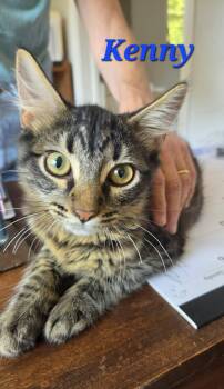 Kenny - at Petsense Madison Hgts -  Domestic Medium Hair Cat for Adoption in Amherst, Virginia - Kenny - At Petsense Madison Hgts | PetCurious