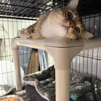 Maple -  Domestic Medium Hair Cat for Adoption in Warr Acres, Oklahoma - Maple | PetCurious
