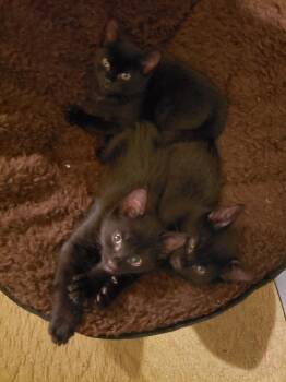 Stout -  Domestic Short Hair Cat for Adoption in Liberty, New York - Stout | PetCurious
