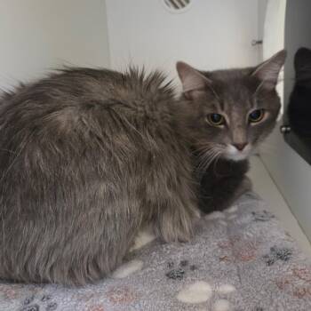 Johnny Boy -  Domestic Medium Hair Cat for Adoption in Phoenixville, Pennsylvania - Johnny Boy | PetCurious