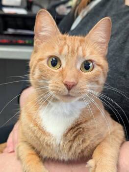Domestic Short Hair Cats Available for Adoption in Canfield, Ohio - TANGO | PetCurious