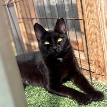 Rescue Domestic Short Hair Cats for Adoption in San Pablo, California - Mother Boo | PetCurious