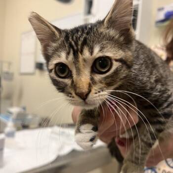 Focaccia -  Domestic Short Hair Cat for Adoption in Las Vegas, Nevada - Focaccia | PetCurious